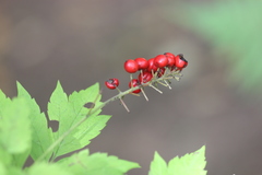 Actaea erythrocarpa