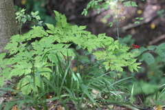 Actaea erythrocarpa