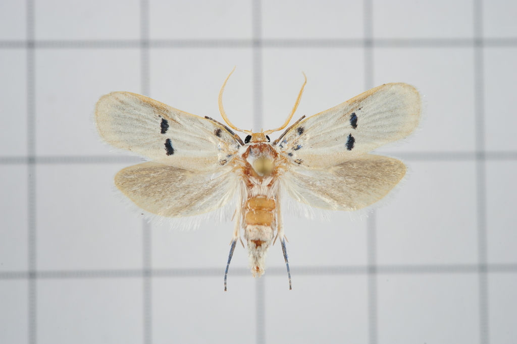Aetherastis albicapilla