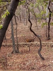 Panthera tigris tigris