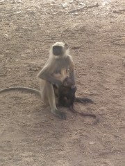 Semnopithecus entellus