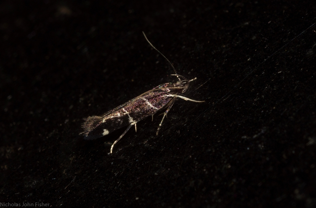 Limnaecia leucomita