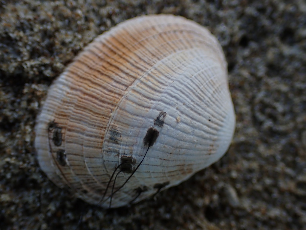 irus clam