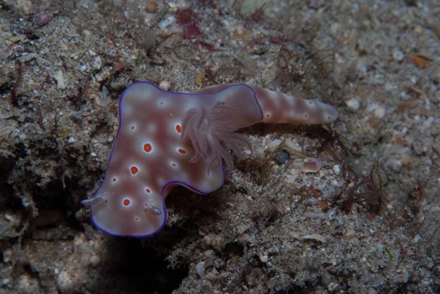 T-bar Pantechnicon Dorid