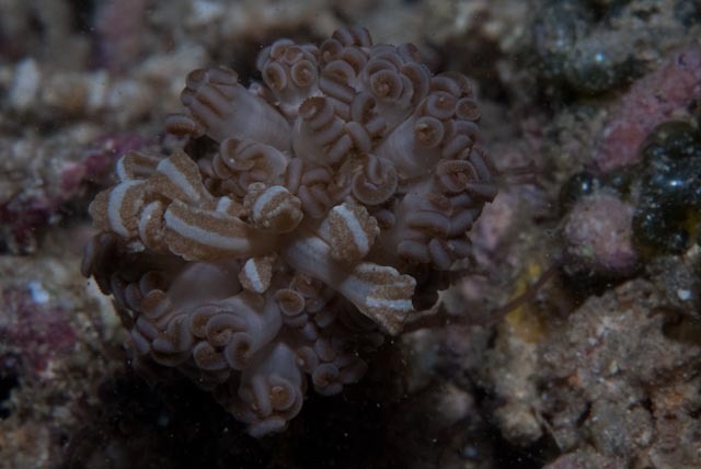 Phyllodesmium jakobsenae