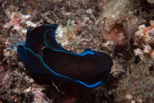 Gardiner's Headshield Slug