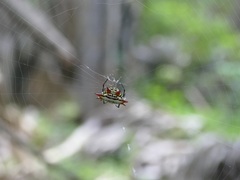 Gasteracantha sanguinolenta