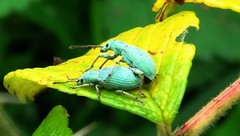 Phyllobius virideaeris