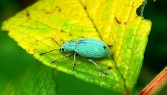 Phyllobius virideaeris