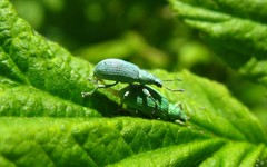 Polydrusus planifrons