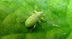 Polydrusus planifrons