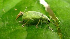 Polydrusus planifrons