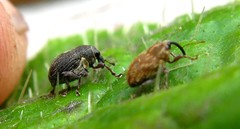 Rhinoncus leucostigma