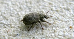 Romualdius scaber