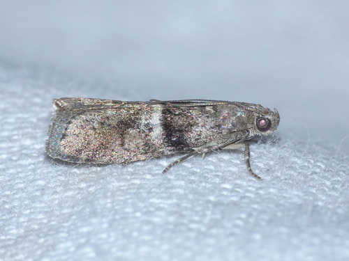Elegia atrifasciella