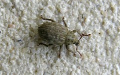 Romualdius scaber