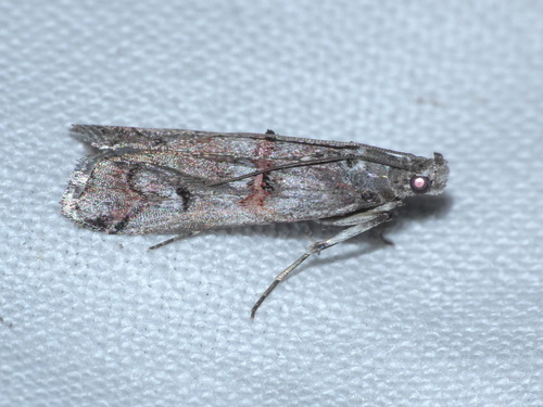 Pempelia palumbella