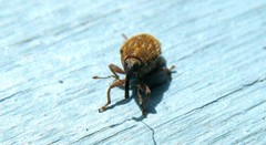 Trichosirocalus troglodytes