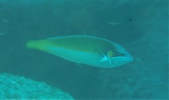 Anampses elegans