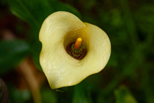 Zantedeschia albomaculata image