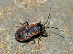 Delacampius lateralis