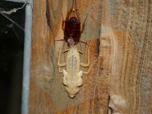 American Cockroach photo 6