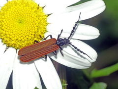 Pseudolycus rufipennis