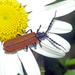 Pseudolycus rufipennis - Photo (c) Simon Grove, alguns direitos reservados (CC BY-NC), uploaded by Simon Grove