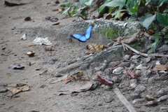 Morpho helenor narcissus