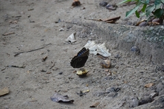 Morpho helenor narcissus