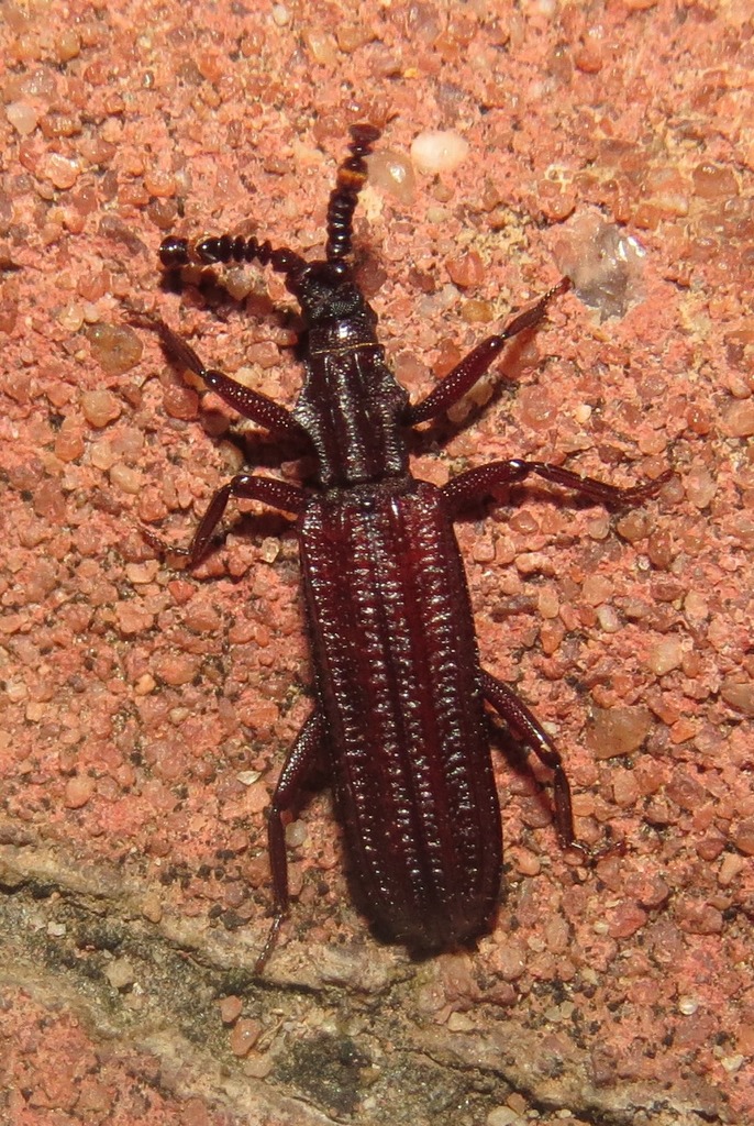 Rhyzodina mniszechii