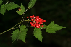 Actaea erythrocarpa