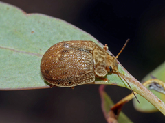 Paropsis delittlei