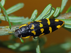 Cyrioides imperialis