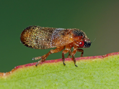 Eoscarta deprivata