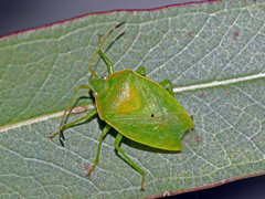 Acanthosomatidae