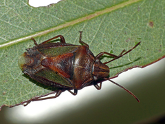 Diaphyta fulvescens
