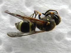 Ancistrocerus catskill