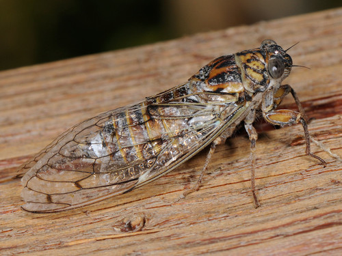Ash Cicada