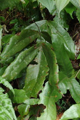 Tectaria harlandii