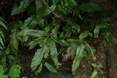 Tectaria harlandii