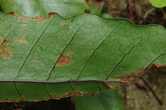 Tectaria harlandii