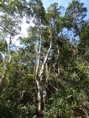 Tristaniopsis laurina