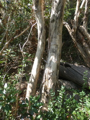 Tristaniopsis laurina