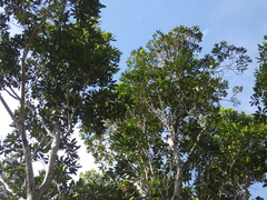 Tristaniopsis laurina