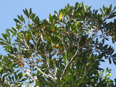 Tristaniopsis laurina