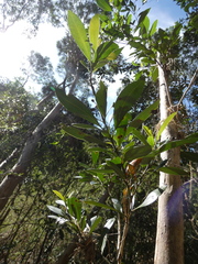 Tristaniopsis laurina