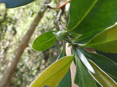 Tristaniopsis laurina