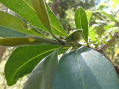Tristaniopsis laurina
