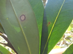 Tristaniopsis laurina